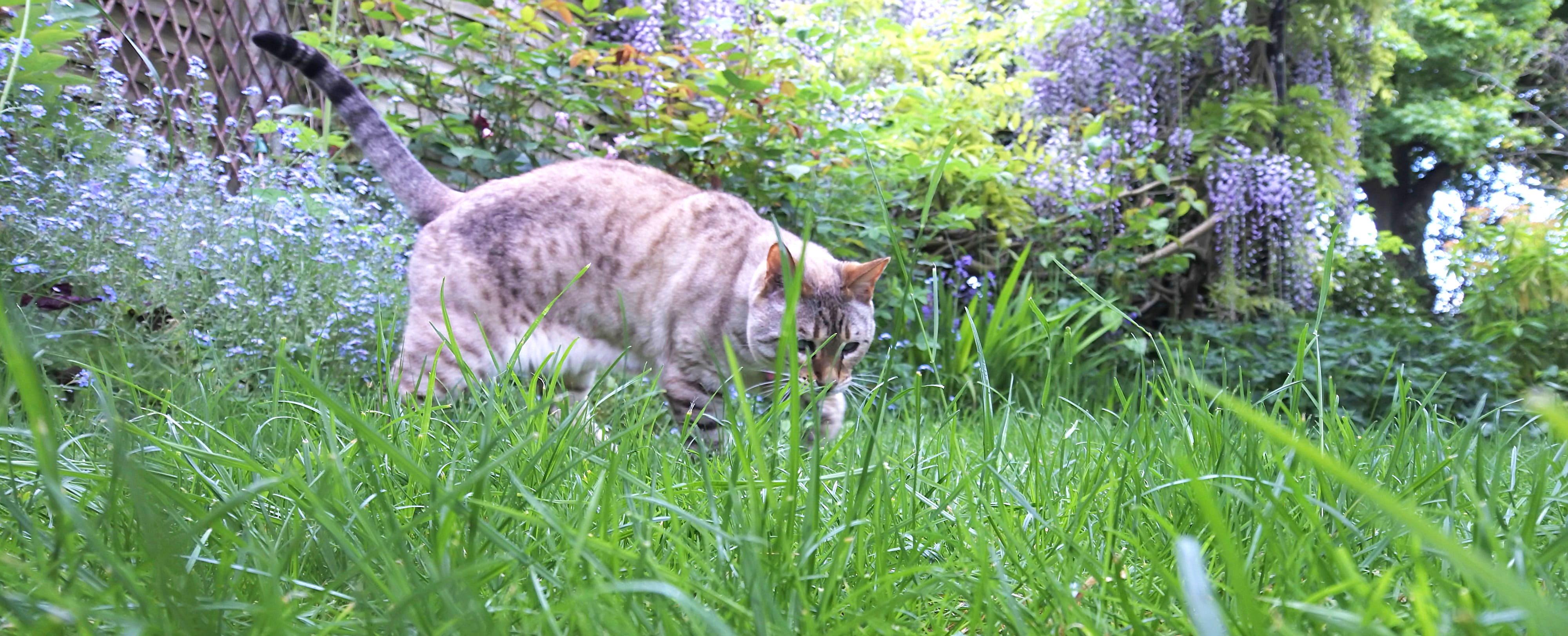 Asima in the garden